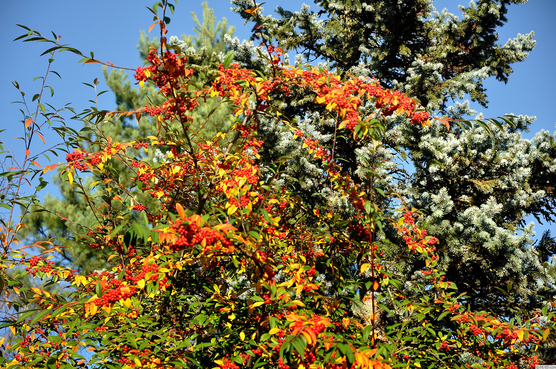 _dsc6827.jpg